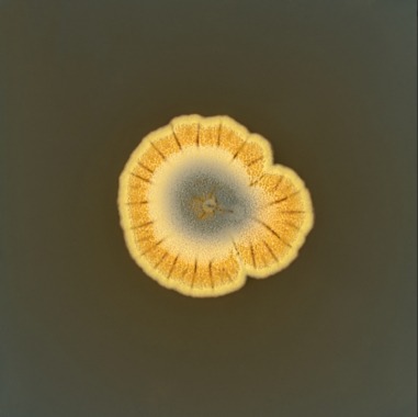 Fungi (Coffret)
