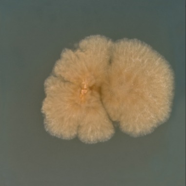 Fungi
