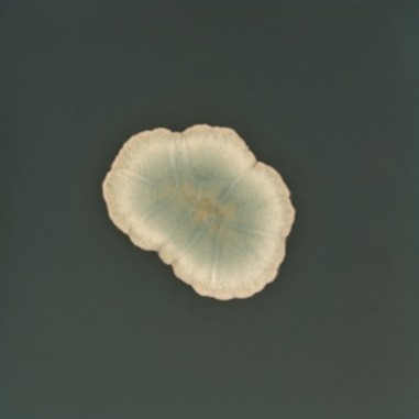 Fungi