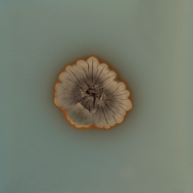 Fungi