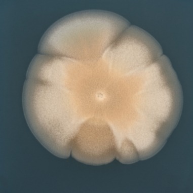 Fungi