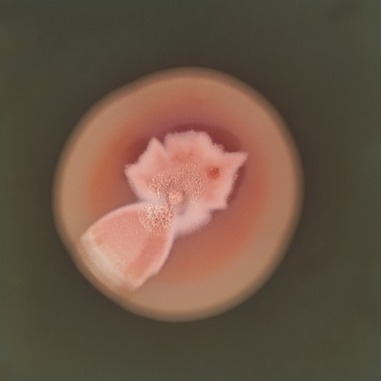 Fungi