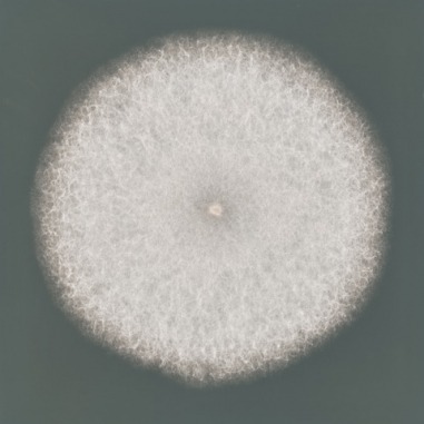 Fungi
