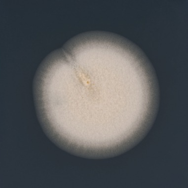 Fungi