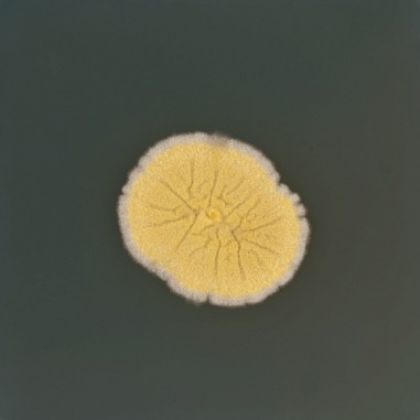 Fungi