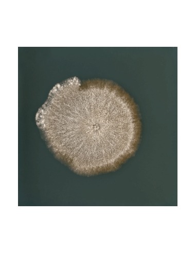 Fungi