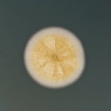 Fungi