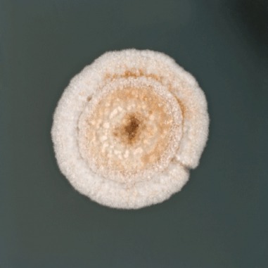 Fungi