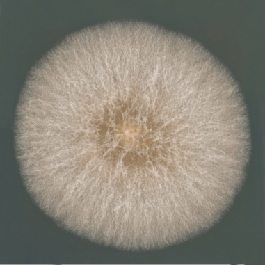 Fungi