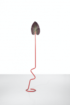Plantasia (rouge)