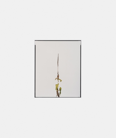 Sans titre (Plantes sèches) 3