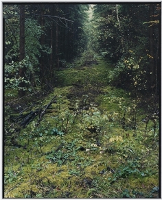 Sans titre (Sapinière,...