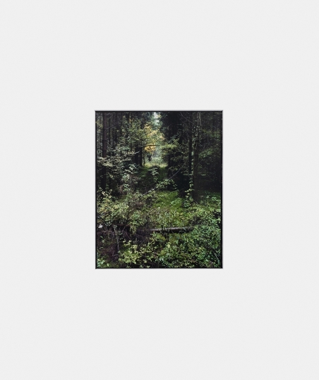 Sans titre (Sapinière, Mangiennes) 2