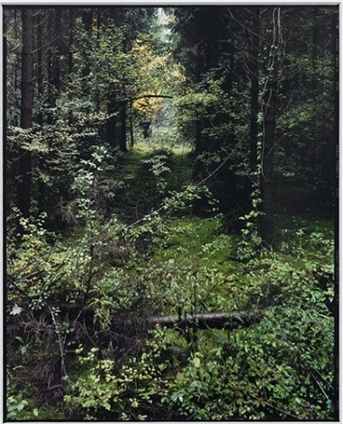 Sans titre (Sapinière, Mangiennes) 2