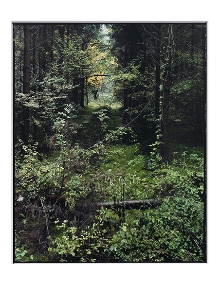 Sans titre (Sapinière, Mangiennes) 2