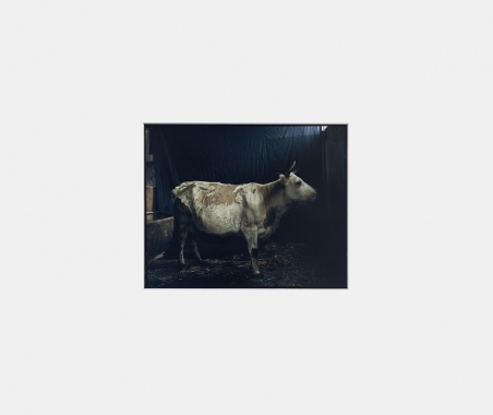 Sans titre (Vache)