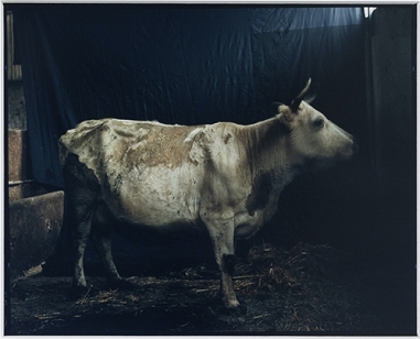 Sans titre (Vache)