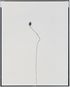 Sans titre (Plantes sèches) 1