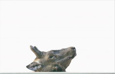 Sans titre (Tête de cerf)
