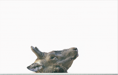 Sans titre (Tête de cerf)