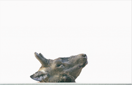 Sans titre (Tête de cerf)