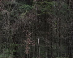 Sans-titre (Sous-bois)