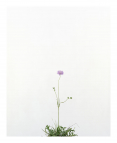 Sans titre (Fleur Scableuse)