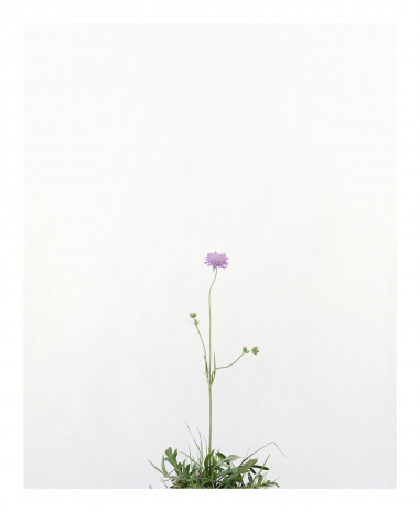 Sans titre (Fleur Scableuse)