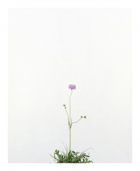 Sans titre (Fleur Scableuse)