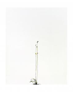 Sans titre (Fleur Liondent)