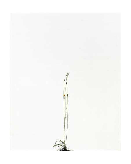Sans titre (Fleur Liondent)