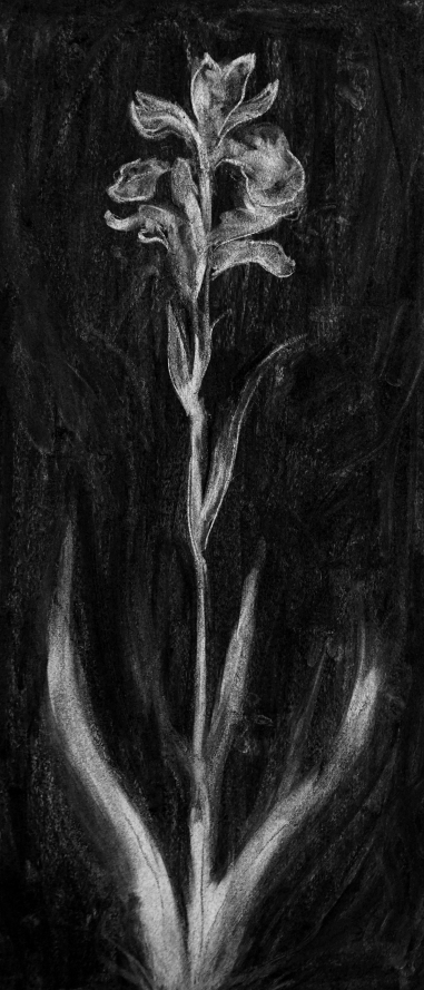 Iris en Icône I