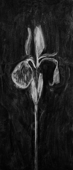 Iris en Icône II