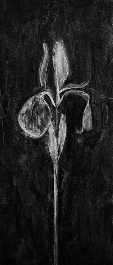 Iris en Icône II