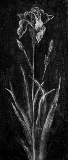 Iris en Icône III