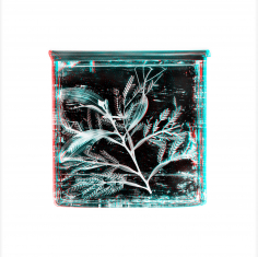White IV - Acacia Heterophylla