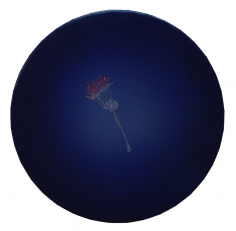 Constellation florale 2
