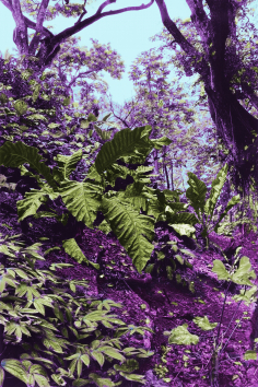 copy of Warm Gardens...