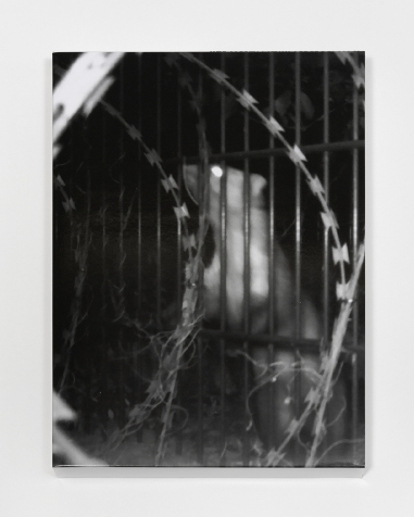 Histoire animale de la prison