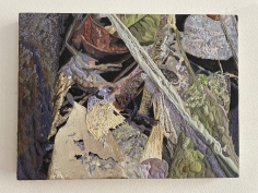 Brookesia
