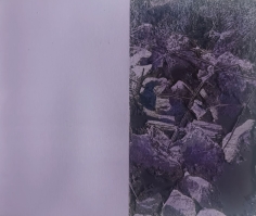 Jachère, mauve,